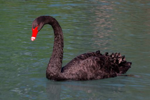 A view of a beautiful Black swan resting in a lake on a sunny day