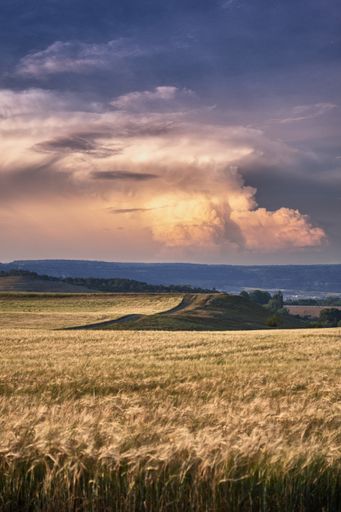 A vertical shot of a dry grassy field under a blue cloudy sky