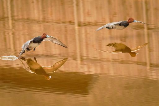 Red Head Ducks Landing with Reflections