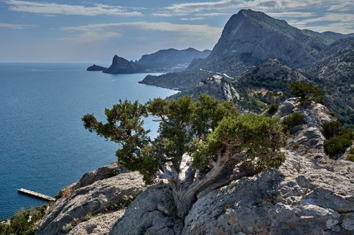 A high angle shot of a tree growing on the mountains near the sea at daytime