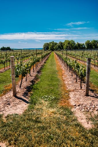 A vertical shot of the vineyard in Niagara-on-the-Lake