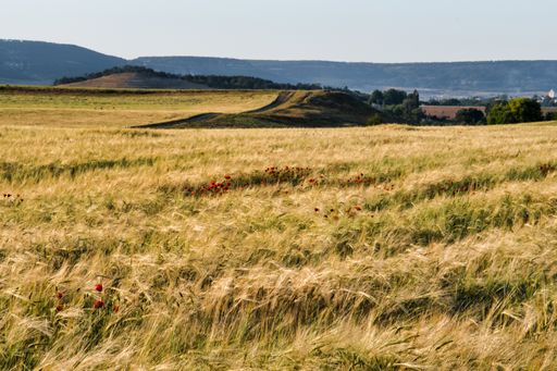 A wheat field with red flowers under a clear blue sky at daytime