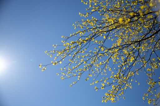 A soft focus of young birch leaves against a sunny blue sky