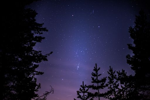 A low angle silhouette of trees under a beautiful starry sky