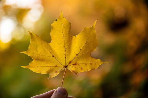 A closeup of a person's hand holding a yellow maple leaf against a blurry bokeh background
