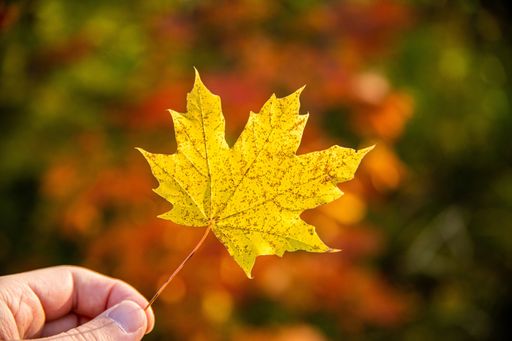 A closeup shot of a person's hand holding a dry maple leaf on a blurred background