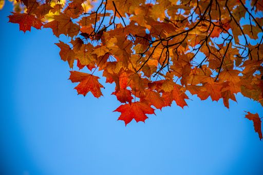 A low angle shot of orange and yellow autumn maple leaves on tree branches against a clear blue sky