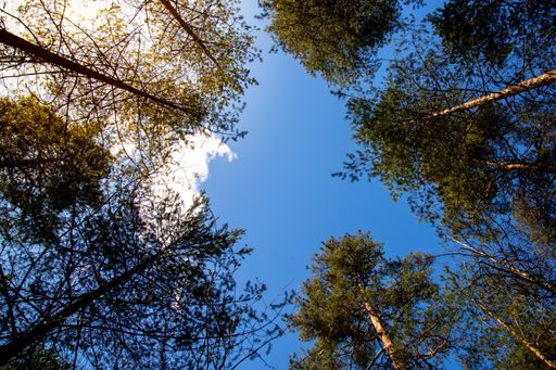 A low angle shot of a lot of beautiful tall trees under a clear blue sky