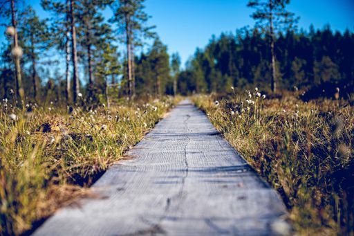A narrow pathway surrounded by greenery with beautiful green trees in the background