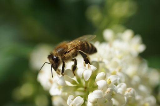Macro shot of a honey bee on flowers of privet. Details in front of white-green play of colors.