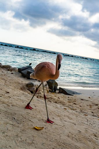 A Vertical shot of greater flamingo (Phoenicopterus roseus) on a beach