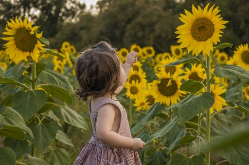 A shallow focus shot of a baby girl in a field of sunflowers captured during the daytime