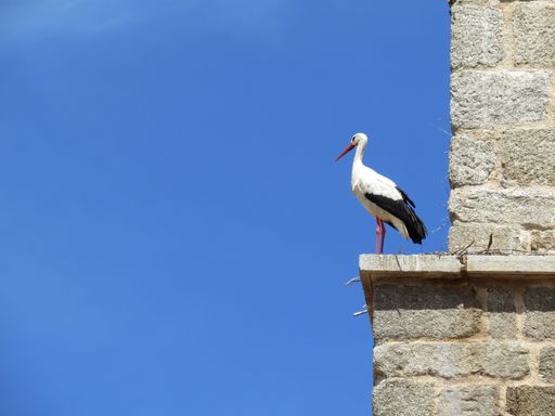 A closeup shot of a beautiful stork in a bell tower