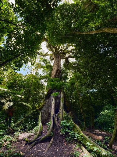 El Ceibo Tree a giant of the jungle in Costa Rica La Fortuna at the volcano Arena
