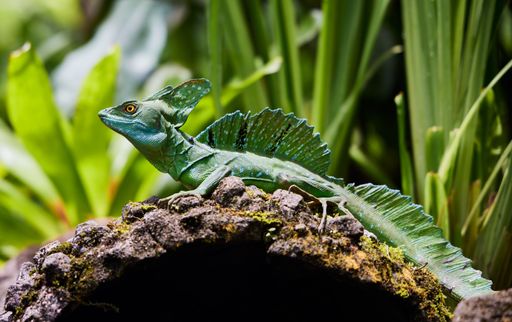 A closeup of common basilisk in the area of Tabacon Hot Springs, Costa Rica