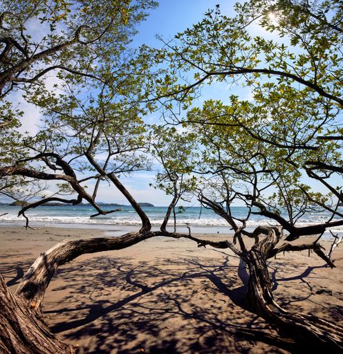 Scenic crooked trees on sandy beach in the sunny blue sky backround, Nosara Peninsula, Costa Rica