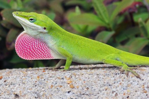 A closeup of a green anole lizard standing on a stone surface in sunlight