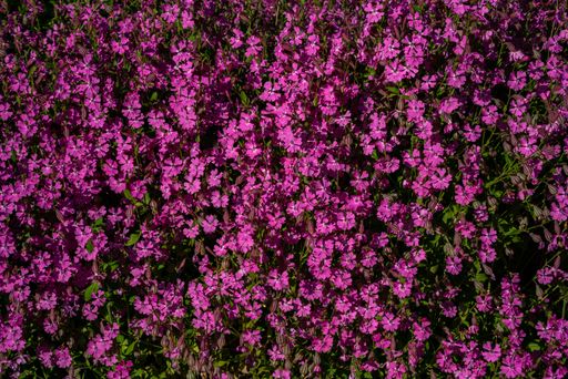 The top view of the Erinus flowers in the meadow - pink floral background