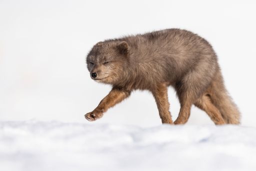 The close-up view of a blue arctic fox walking in the snow-covered field on a cold day