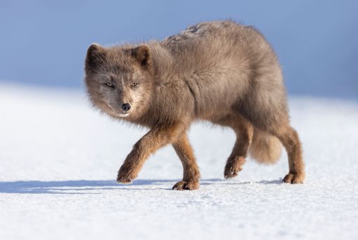 A closeup shot of an arctic fox in the snow at Hornstrandir Nature Reserve, Iceland