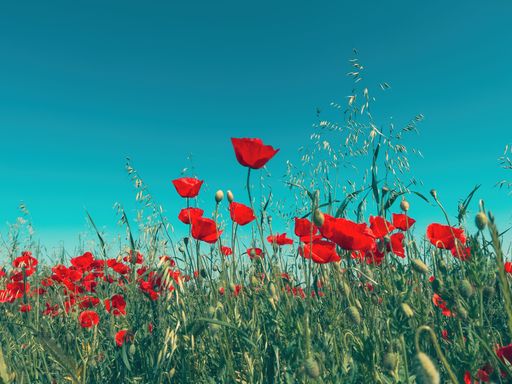 Red poppy flower (Papaver somniferum) commonly known as the opium poppy or breadseed poppy in meadow, selective focus