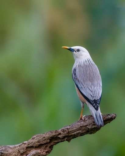 A closeup shot of Malabar Starling bird perching on tree branch isolated in green nature background