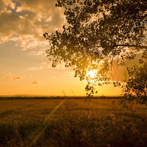 A beautiful shot of rice fields in the golden hour