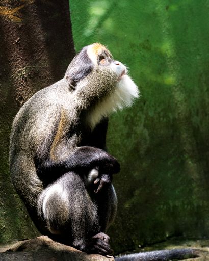 A vertical shot of a spider monkey in jungles
