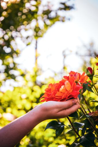 A vertical shot of a female hand touching beautiful garden roses