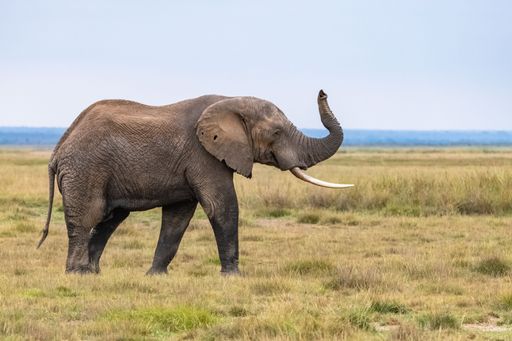 An elephant walking in a field, Africa