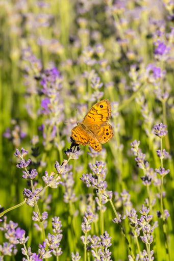 Butterfly in a lavender field in Provence, colorful background in spring