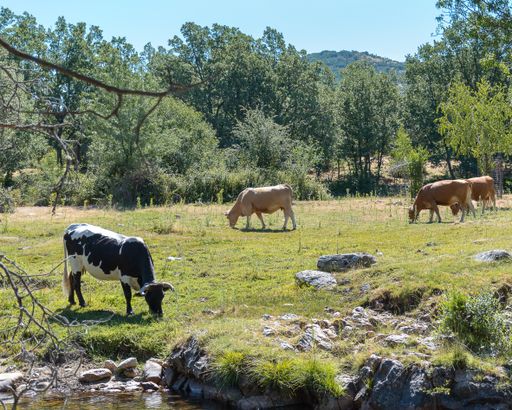 A closeup shot of cows in a green field with trees and a mountain on the background