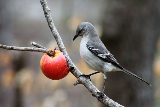 A close-up shot of a Northern mockingbird perched on a tree twig staring at a ripe apple