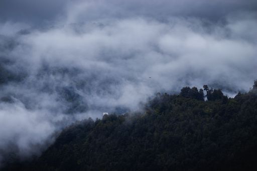 A high angle shot of a dark forest covered with thick fog and a bird flying through the mist
