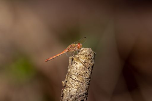 A macro shot of a red Common Darter on a dry branch on a blurry background