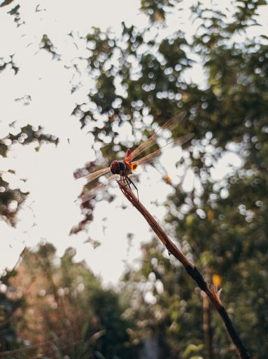 A vertical shot of a Different-winged dragonflies sitting on a dry branch on a blurry background