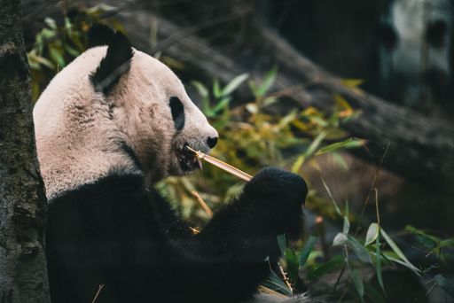 A selective focus shot of an adorable panda bear sitting under the tree eating a stick of bamboo