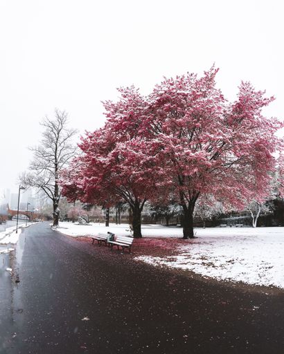 A path near cherry blossom in a winter day