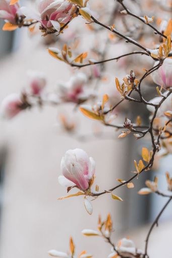 A selective of flowers covered in snow in a spring day