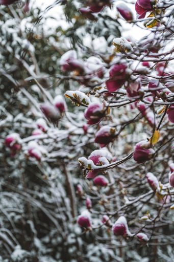 A selective of flowers covered in snow in a spring day