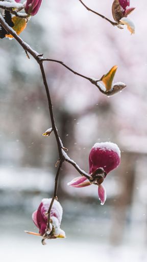A selective of flowers covered in snow in a spring day