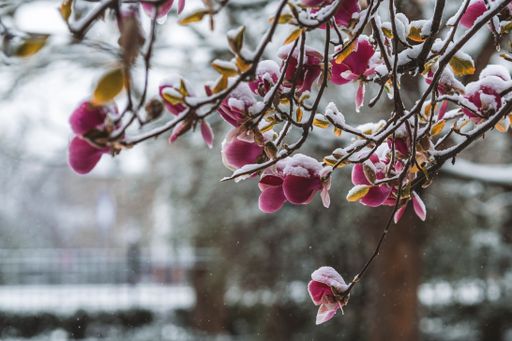 A selective of flowers covered in snow in a spring day