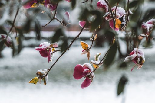 A selective of flowers covered in snow in a spring day