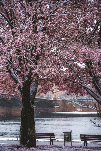 A path near cherry blossom in a winter day