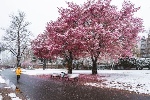A path near cherry blossom in a winter day