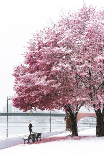 A path near cherry blossom in a winter day