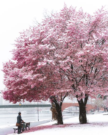 A path near cherry blossom in a winter day