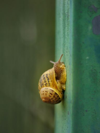 A vertical close-up shot of a snail climbing on a metallic surface in a blurry background.