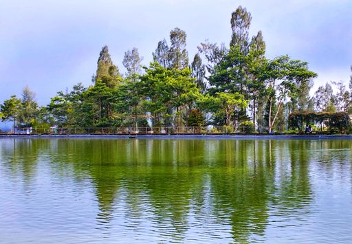A photo showing the reflection of a tree in the water of a lake somewhere in Indonesia