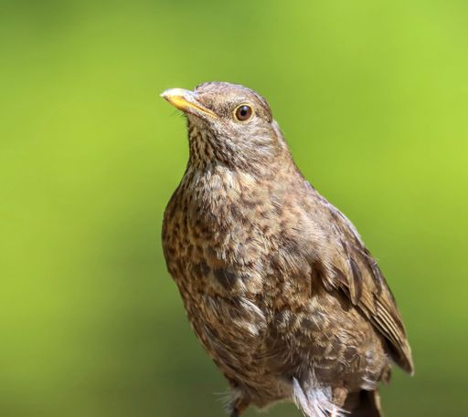 A closeup shot of a common blackbird (Turdus merula) on a green background